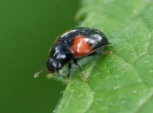 Réf. 233 101 : Tritoma bipustulata